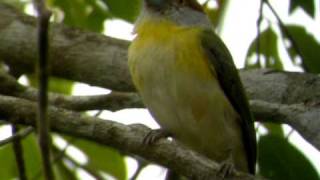 Rufousbrowed Peppershrike [upl. by Raye]