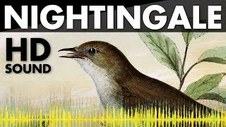 Nightingale Birds Singing Sounds [upl. by Uda]