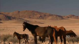 Oeste Africano Deserto da Namíbia HD Documentário Dublado National Geographic [upl. by Occor]