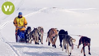 Course de chiens de traîneau dans les Alpes  La Grande Odyssée Savoie Mont Blanc [upl. by Treacy85]