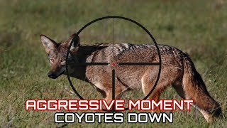 18 Kilss Agressive Moment Coyotes DownSummer [upl. by Nalad]