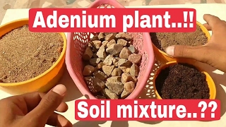 Adenium plant soil mixture Adenium plant care [upl. by Christan]