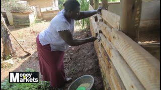 Piggery farming in Uganda [upl. by Avot]