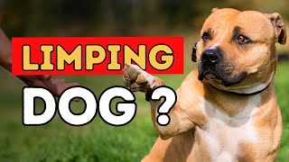 Why Is Your Dog Limping Natural Remedies to Help [upl. by Laszlo593]