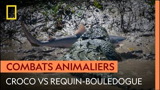 Un crocodile marin attaque un requinbouledogue [upl. by Hctud]