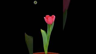 🌷 Tulip flower opening  time lapse with rotation [upl. by Ayalahs]