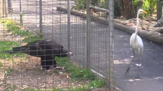 Eagle attacks bird at Featherdale Wildlife Park Sydney Australia [upl. by Olnay844]