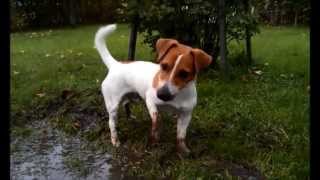 Funny Jack Russell puppy Filo [upl. by Carole]