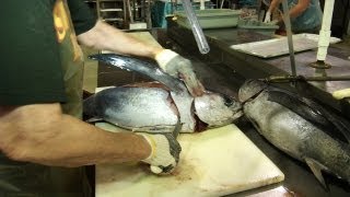 Expert Techniques for Filleting Albacore Tuna [upl. by Enirak283]