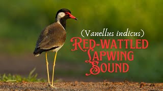 Red Wattled Lapwing Sound Video The Ultimate Bird Experience [upl. by Arahc444]