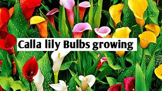 112How to grow and care Calla Lily bulbs [upl. by Morna361]