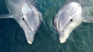 Dolphins ‘talk’ to each other to synchronize their behaviors [upl. by Forrester130]