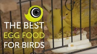 How to make the BEST egg food for birds  The Canary Room TV Exclusive [upl. by Mian76]