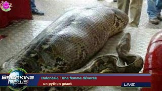 INDONÉSIE  UNE FEMME DÉVORÉE UN PYTHON GÉANT [upl. by Tasia]