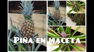 LA MEJOR MANERA DE SEMBRAR PIÑA EN MACETA  How To Grow Pineapple Plants In Containers [upl. by Anitsahs]