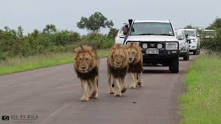 Big Male Lions Roaring in the Road reunite with Casper the White Lion [upl. by Colt]