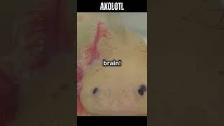 Axolotls The Amazing Creatures That Can Regrow Body Parts factsall facts [upl. by Adnyc]