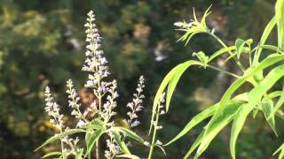 Nirgundi Vitex negundo  Best herb for management of pain [upl. by Leagiba]