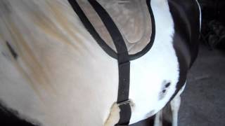 How to put on a Bareback Saddle Pad [upl. by Llerrac439]