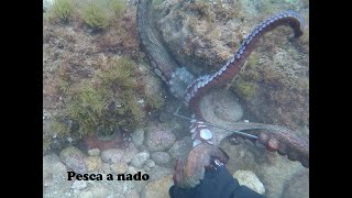 Pesca Submarina Pulpos y Sepias 2019 recopilación 43 [upl. by Amandy]