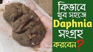 কিভাবে ডাফনিয়া সংগ্রহ করবেন Easiest Eay To Collect Daphnia howto Collect Daphnia [upl. by Ahearn]