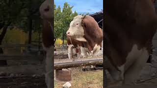 🔴 SIMMENTAL CATTLE ✅ Biggest Bulls And Cow [upl. by Dusty548]