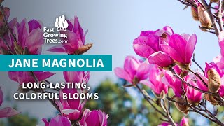 Jane Magnolia  Pink Blooms in Spring amp Summer [upl. by Ireg]