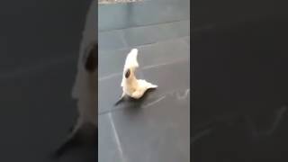 Cockatoo Parrot barks like a dog [upl. by Gerstein208]