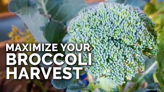 5 MUSTFOLLOW Tips for Harvesting Broccoli [upl. by Mannie514]