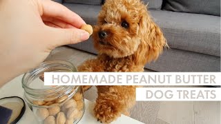 DIY DOG TREATS  2 x Easy Peanut Butter Recipes  Bake amp No Bake [upl. by Brackely]