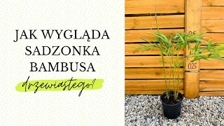 Jak wygląda sadzonka bambusa drzewiastego Phyllostachys [upl. by Boyse]