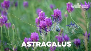 How to improve vitality and immunity with astragalus [upl. by Oralee]