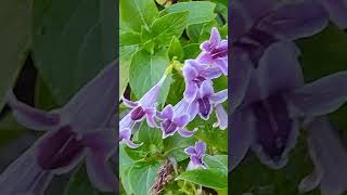 Asystasia intrusa flowers in my garden todays bloom plantlovershortsfeedshortvideoshortsfeed [upl. by Erodroeht]