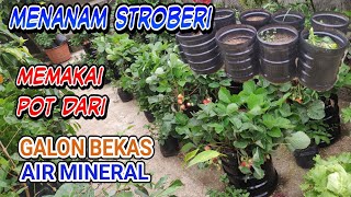 berkebun stroberi memakai galon bekas air minum yang bocor di pekarangan rumah yang sempit [upl. by Arnuad]