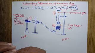 Laboratory Method of preparation of Ammonia Gas  II [upl. by Garap297]