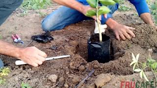 Como Plantar Mudas de Citros Laranjas Limões e Tangerinas Corretamente [upl. by Alegna]