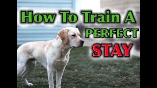 How To Teach Your Dog To STAY Perfectly [upl. by Bergren]