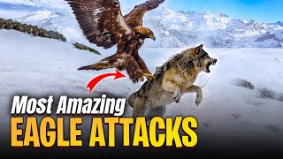 56 Most Amazing Eagle Attacks Caught On Camera [upl. by Nogaem553]