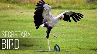 SECRETARY BIRD — Graceful SNAKE KILLER African bird of prey versus snake [upl. by Wardlaw]