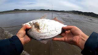 Redtail surf perch fishing in WA  When where and how [upl. by Enyleve804]