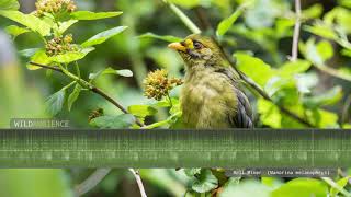 Bellbird Sounds  The tinkling calls of Bell Miners in a eucalyptus forest [upl. by Nrublim940]