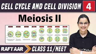 Cell Cycle and Cell Division Class 11  Part 2  NCERT Highlights  NEET 2024  Garima Goel [upl. by Hope]