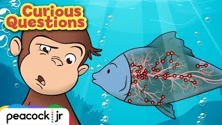 How Do Fish Breathe  CURIOUS QUESTIONS [upl. by Eleanore]