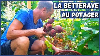 RÉUSSIR LA BETTERAVE AU POTAGER [upl. by Oznerol]