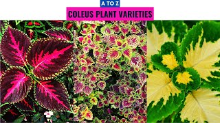 Coleus Plant Varieties A to Z [upl. by Suirada]