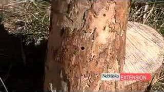 Pine Wilt Disease [upl. by Pooh]