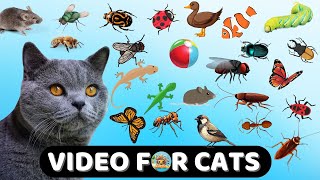 CAT GAME TV 😻 A Collection of The Latest Ultimate Games for Cats 3🐠Catch Lizard 😻 🐝🐞🦋🦎🦜🐜🐭 11 HOURS [upl. by Stilu]