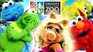 Elmo Kermit The Frog and Cookie Monster Meet Mrs Piggy at the ZOO [upl. by Ona]