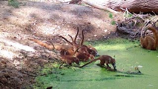 quotBabiesquot Coatimundi at Moss Pool Wild Arizona [upl. by Moses]