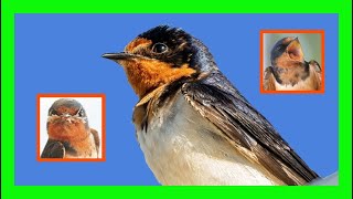 Barn Swallow Bird Song Call Sound Chirp  Golondrina Común Canto  Hirundo Rustica [upl. by Epolulot]